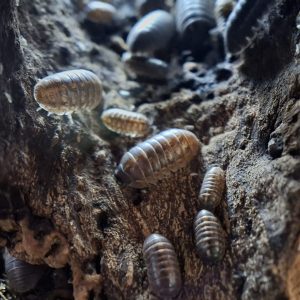 Armadillidium Vulgare (5 Count - Starter colony)