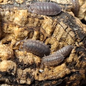 Porcellio Scaber common Isopod