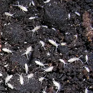 Springtails starter culture