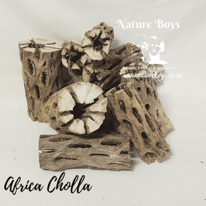 NatureBoys African Cholla 100g-150g