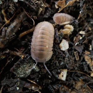 Cubaris sp. Salmon x5