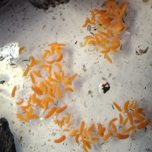 Thai Orange Springtails