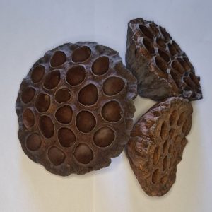 Dried Lotus Pod