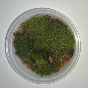 Mood Moss