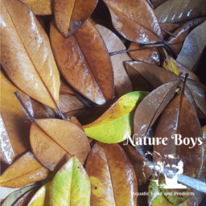 NatureBoys Magnolia Leaves