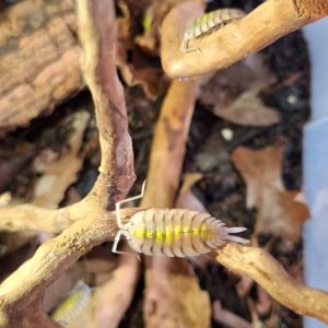 Porcellio bolivari x5