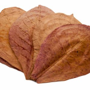 Indian Almond Leaves 9-14CM (10) piece)