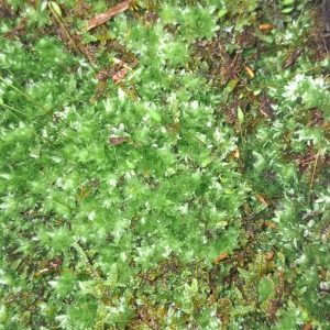 Star Moss