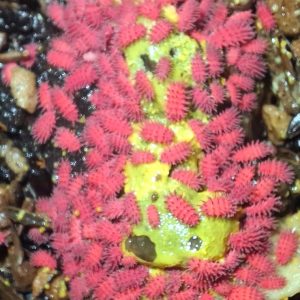 Rambutanura sp. Thai Red Spiky