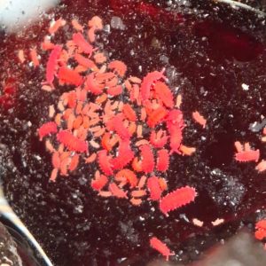 Vietnam Red Springtails